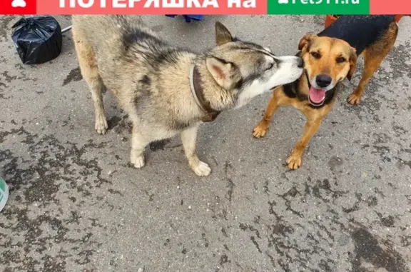 Найдены собаки на станции Зеленоградской