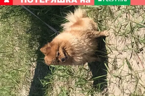 Пропала собака Милка в Казани