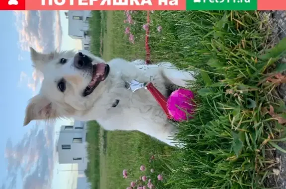 Найдена собака в Сколково, Москва
