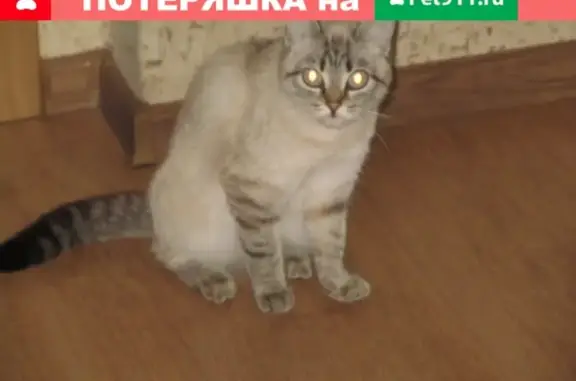 Пропала кошка Даша в районе Южный, Кемерово