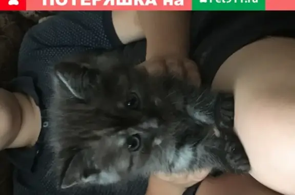 Пропал котенок на Завокзальной, Степановка, Томск