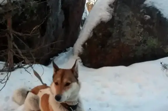 Собаки потеряшки, Санкт-Петербург, фото: Потеряшка собака Лайка в поселке Зеркальный, Выборгский район