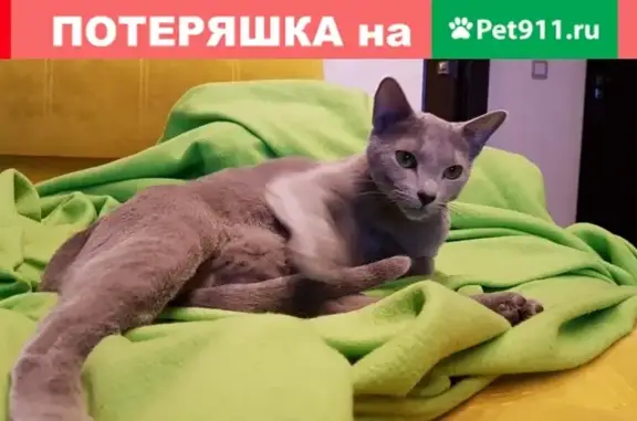 Пропал кот Русской голубой породы в Москве, вознаграждение.
