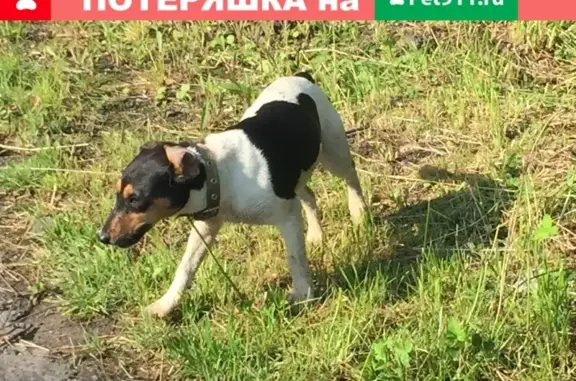 Собака найдена в Белых Столбах, Московская обл.