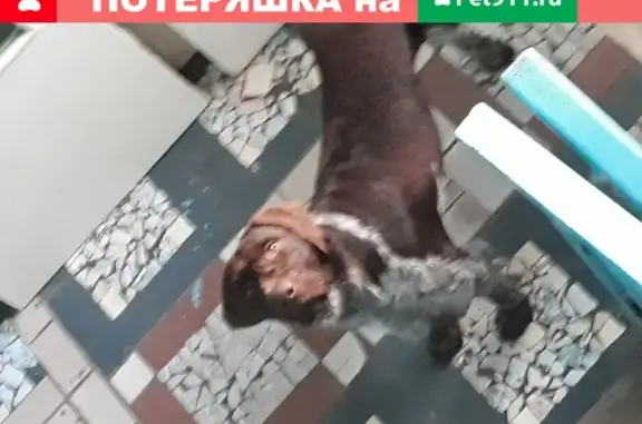 Крупная собака в подъезде, Томск, Черемошники.