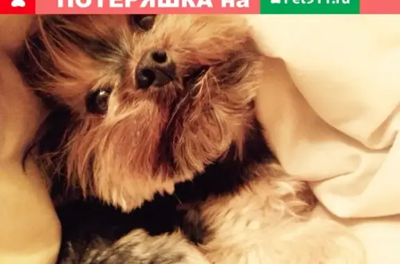 Пропала собака в деревне Алфёрово, МО, вознаграждение 100%