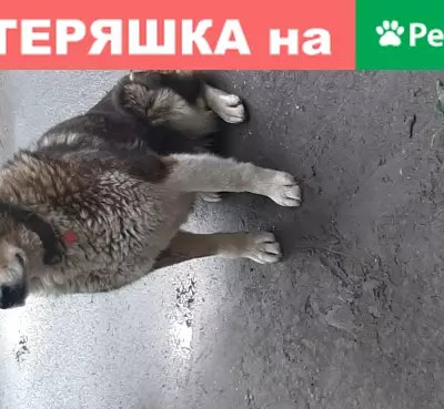 Собака найдена в Апрелевке на 1-ой заводской, 16