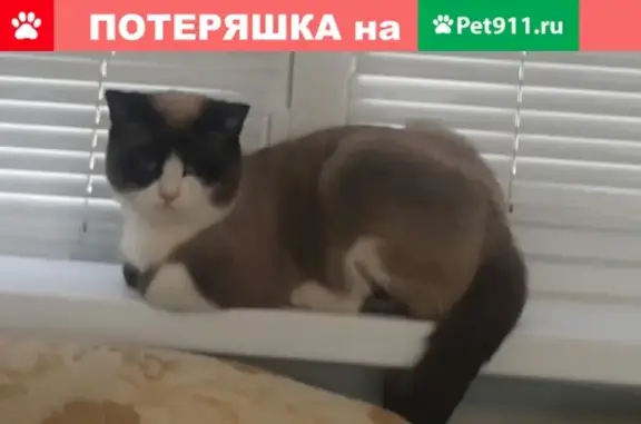 Пропал кот Алекс, вознаграждение. Михайловск, Шпаковский район.