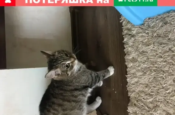 Найдена кошка у детской поликлиники на ул. К.перекрещенко