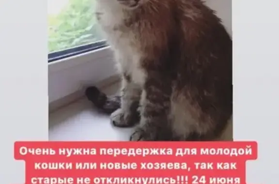 Найдена кошка на Красноармейской улице в Томске!