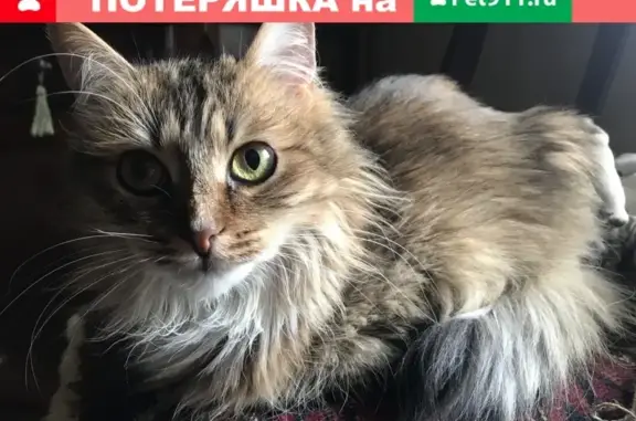 Пропала трехцветная кошка в Москве, Чешихинский проезд, 4с1