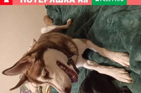 Найдена собака, Москва, фото: Найдена Хаски на Перервинском бульваре