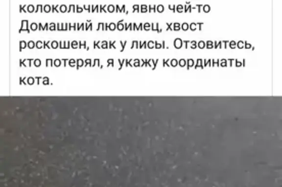 Пропала кошка на Покровском бульваре в Москве