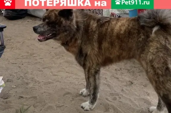 Пропала собака в Заельцовском районе, порода акита-Ину, тигровый окрас, возраст 1,5 года