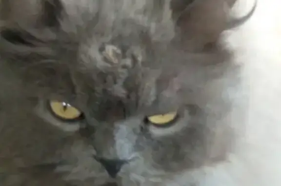 Найдена персидская кошка в ДНТ Раздольное