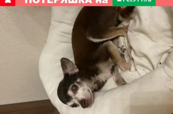 Пропала глухая собака Мальчик в Ухтинке, Пензенская область