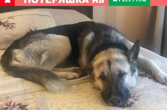 Пропала собака Тобик в Дешино, Москва