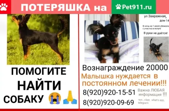 Пропала собака Тая в Богослово, Владимирская область
