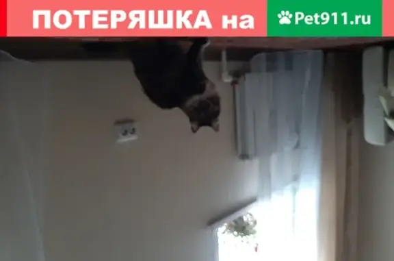 Кошки потеряшки, Ульяновск, фото: Потеряшка кошка в Ульяновске, зовут Джесси, трехцветная, вознаграждение.