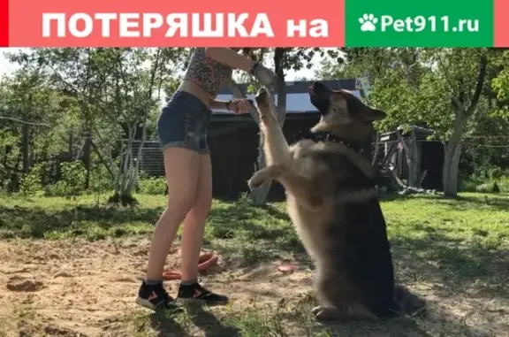 Собаки потеряшки, Нижний Новгород, фото: Потеряшка собака в Н. Новгороде на Московском шоссе