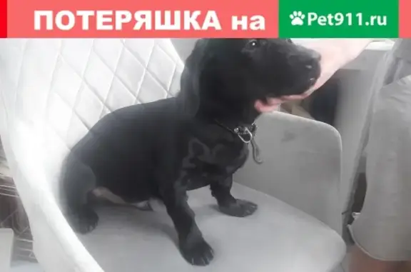 Найден лабрадор-щенок в Сургуте