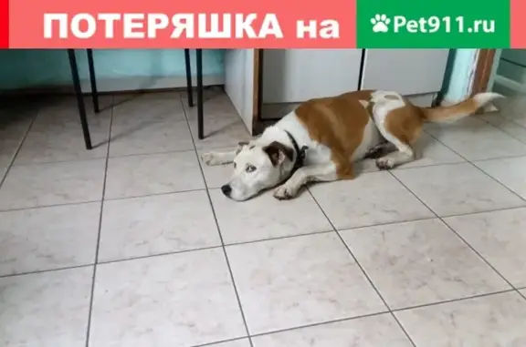Найдена собака на улице 22 съезда КПСС, ищем хозяина или волонтеров.