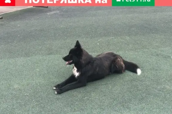 Найдена собака на Вертолётной улице, Люберцы