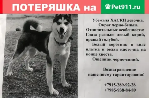 Пропала собака в Малаховке