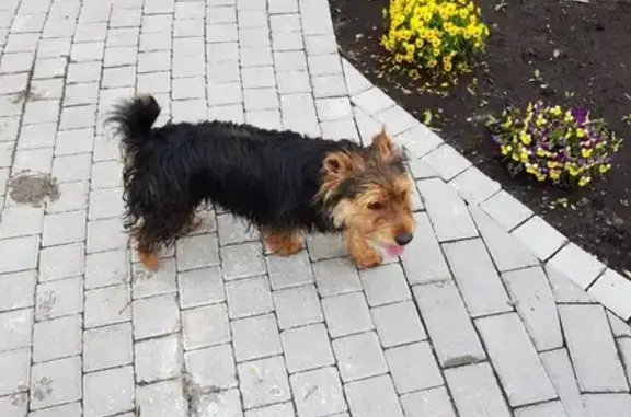 Собака Пёс найдена в деревне Супонево, Московская область