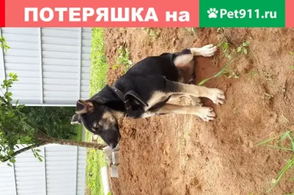 Найден щенок в Москве, пос. Марьино, Рутаун.
