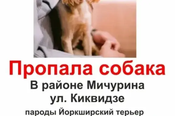 Пропала собака в Урюпинске