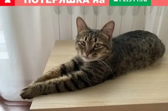Найден кот в Братеево, ищем хозяина