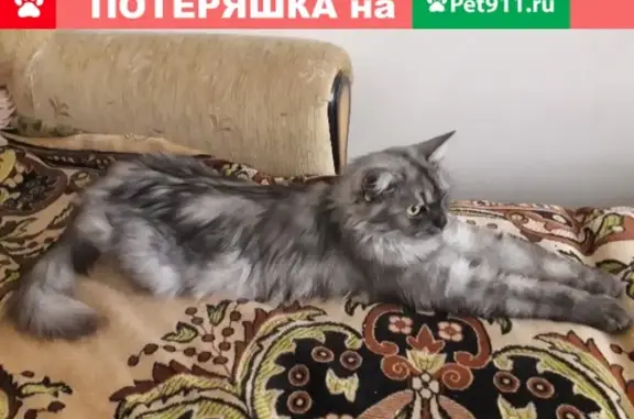 Найдена кошка на ул. Героя Яцкова в Краснодаре