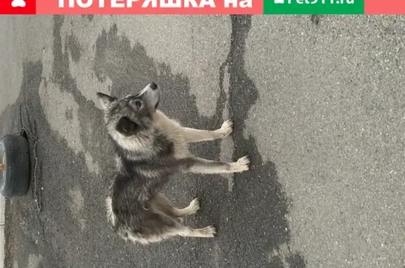 Собака Лайка с разными глазами найдена в Краснодаре.