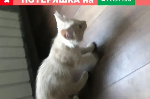 Найдена рыжая кошка возле дома 7 на 4-м Вешняковском проезде