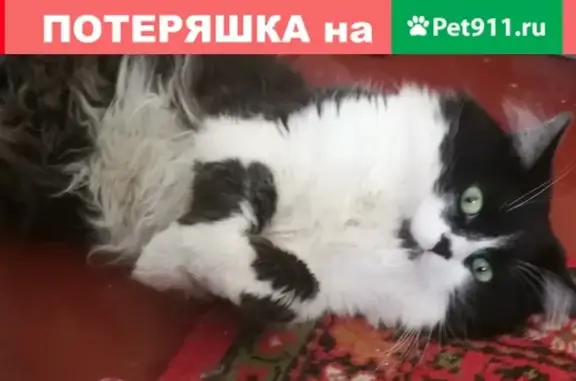 Пропал кот Барсик на улице Васильковская 2 км