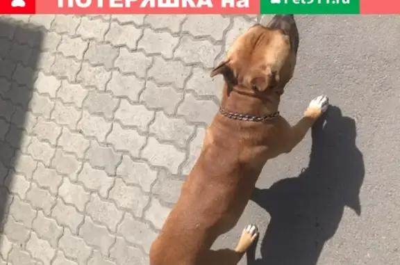 Собака Стаффорд, мальчик, рыжий, найдена в Барнауле на Змеиногорском тракте.