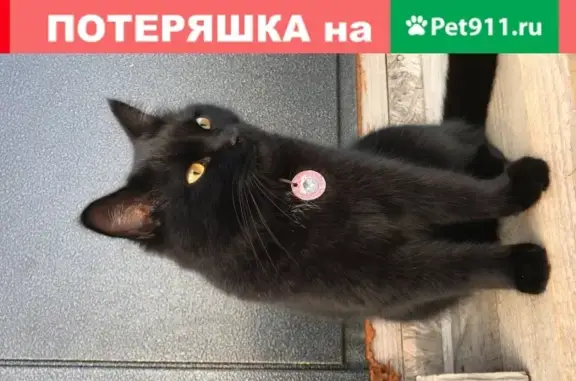 Пропала кошка Соня в ЖК Кузнецовское Подворье