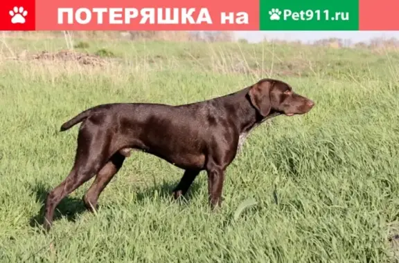 Собаки потеряшки, Анапа, фото: Потеряшка собака Гектор в х. Воскресенский, Краснодарский край