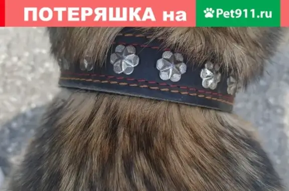 Собака найдена в СНТ Весна, Московская область