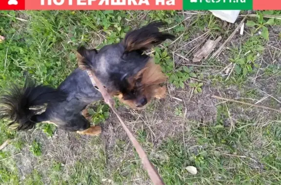 Пропала собака Кузя на улице Машинистов (Хабаровск)