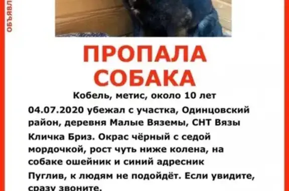 Пропала собака в Одинцовском районе, СНТ Лесная Поляна