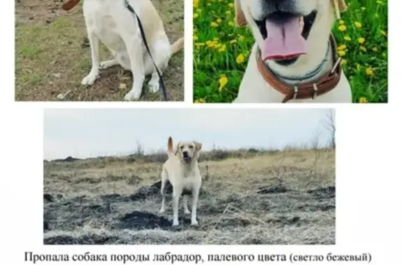 Пропала собака ДЖЕСС в Тамбовском районе