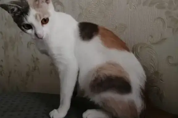 Найдена кошка возле дома на Теплом Стане (89037091528)