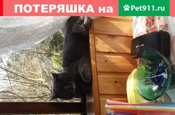 Пропала кошка Сима в Приозерском районе, Ленобласть.