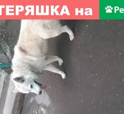 Белая крупная собака на ул. Клары Цеткин, 3