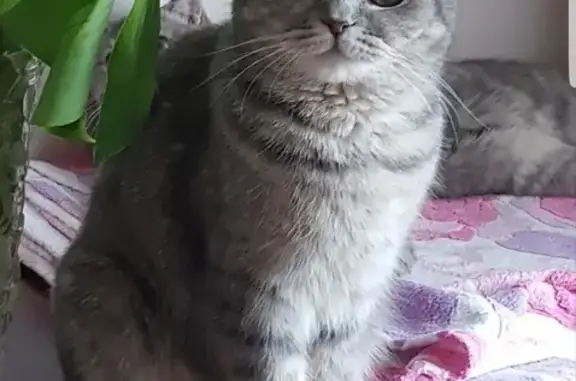 Пропала кошка в Дубровском поселке, вознаграждение гарантировано