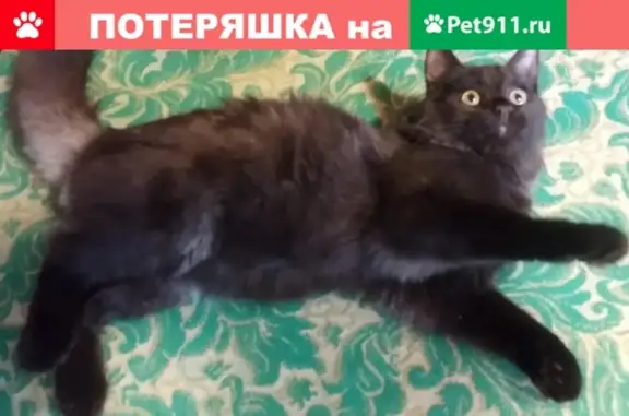 Потерялся черный котик в деревне Новосиверская