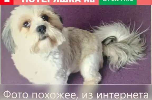 Собака найдена на Чемальской ГЭС в Горно-Алтайске