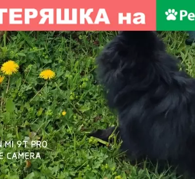Пропала собака в деревне Сорочнего, Московская область